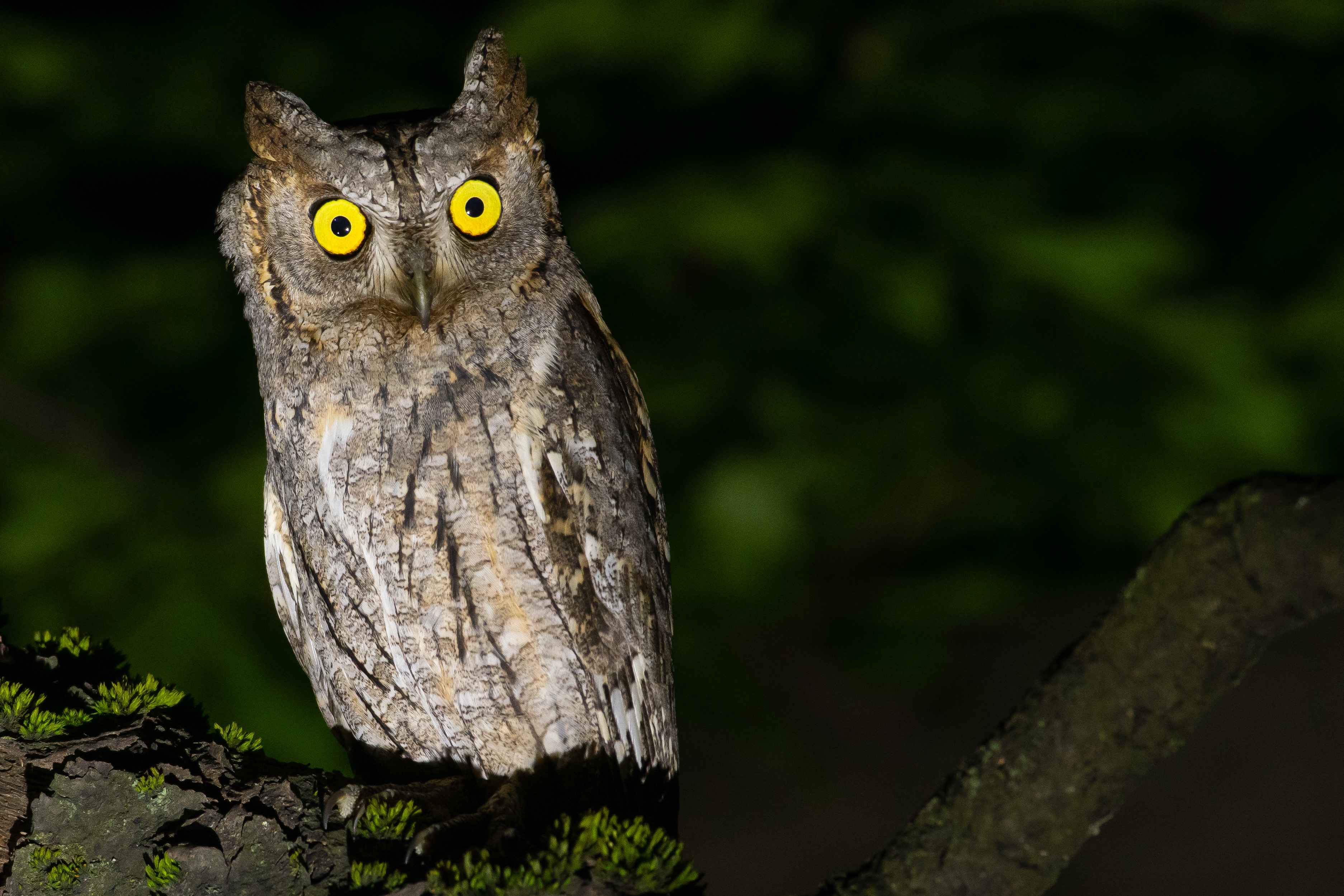 Eurasian Scops-Owl